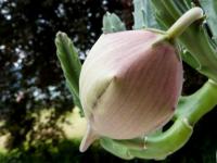 Thumbnail of 1783_Stapelia grandis_20130611_02(1).JPG